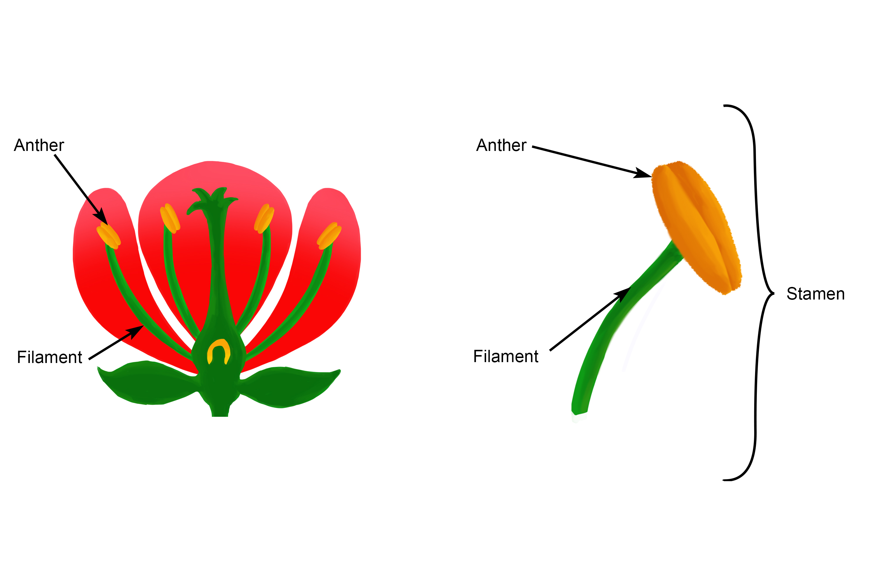 The anther is part of the male reproductive organ that is part of the stamen